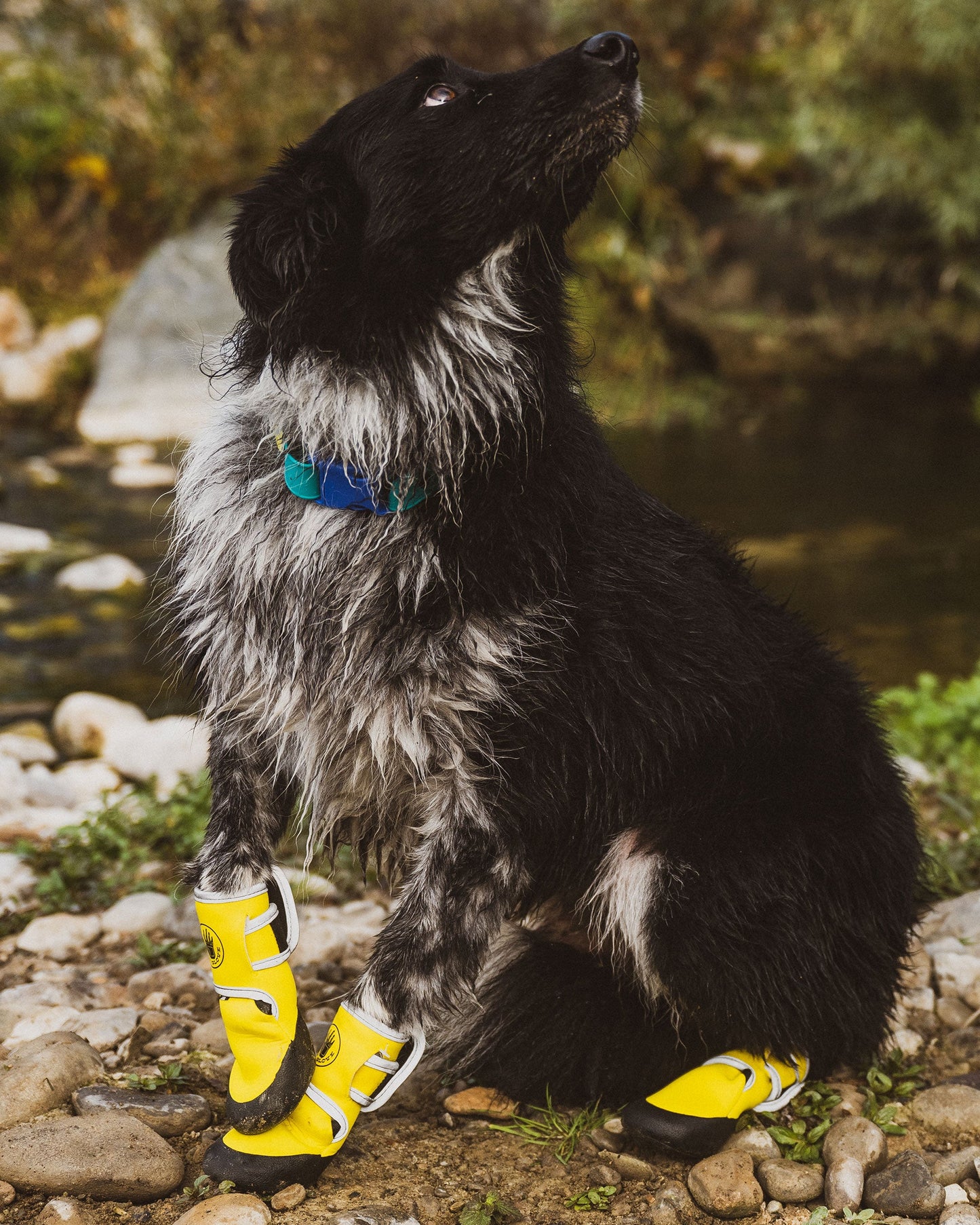Accessories Body Glove Paw Protector Booties