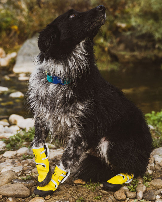 Accessories Body Glove Paw Protector Booties