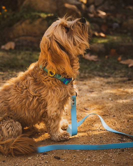 Accessories Body Glove Waterproof Leash