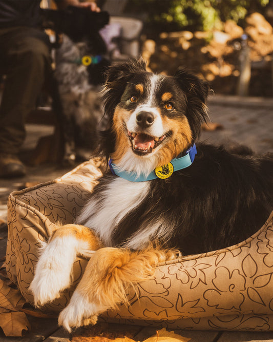Accessories Body Glove Paintflower Kuddler Pet Bed